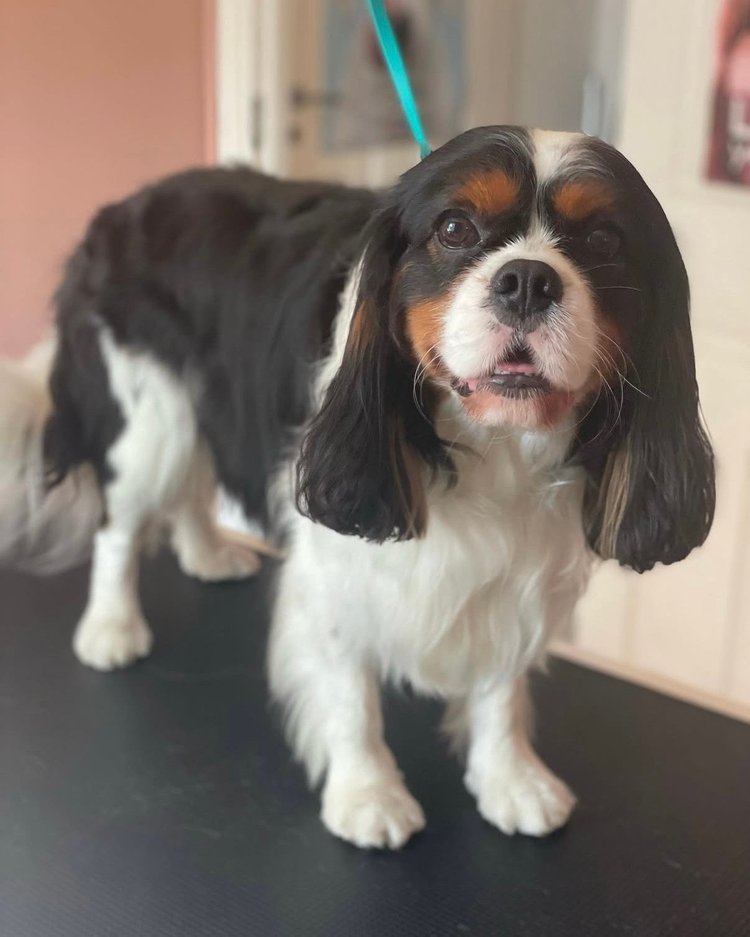 Cavalier kingcharlesinspanieli trimmauksen jälkeen, Trimmaamo HimaHau
