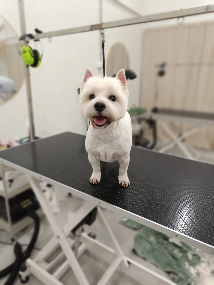 Westie trimmauksen jälkeen, Trimmaamo HimaHau