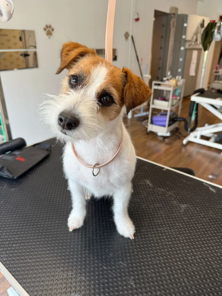 Jackrussellinterrieri, nypintä, Trimmaamo HimaHau