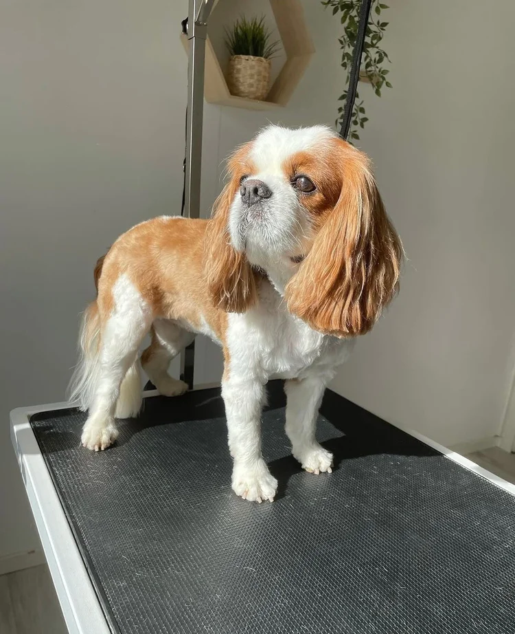 Cavalier kingcharlesinspanieli trimmauksen jälkeen, Trimmaamo HimaHau