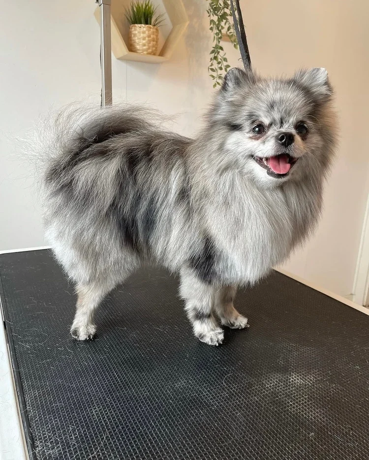 Pomeranian trimmauksen jälkeen, Trimmaamo HimaHau