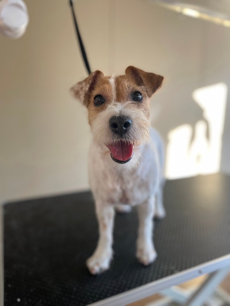 Jackrussellinterrieri trimmauksen jälkeen, Trimmaamo HimaHau
