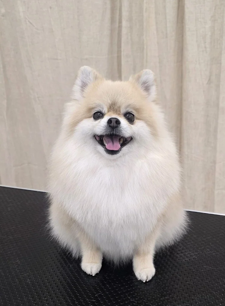 Pomeranian trimmauksen jälkeen, Trimmaamo HimaHau