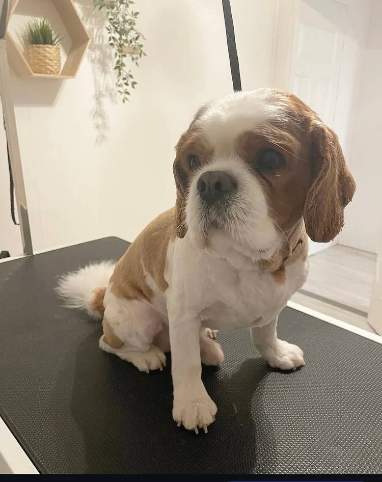 Cavalier kingcharlesinspanieli, alasajo, Trimmaamo HimaHau