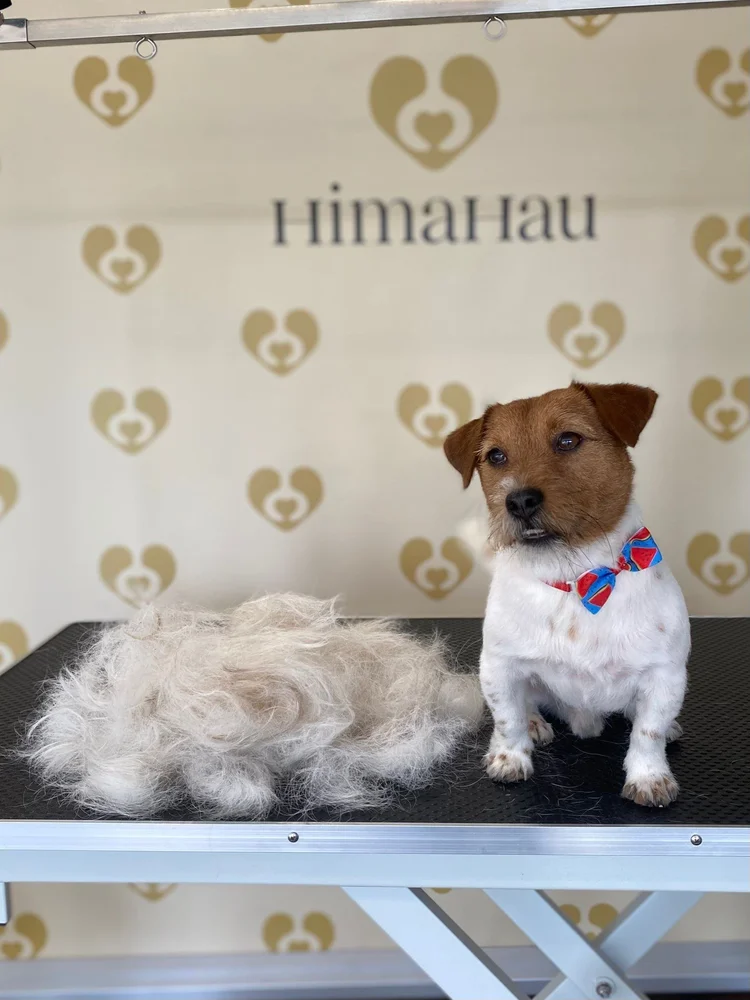 Jackrussellinterrieri, nypintä, Trimmaamo HimaHau