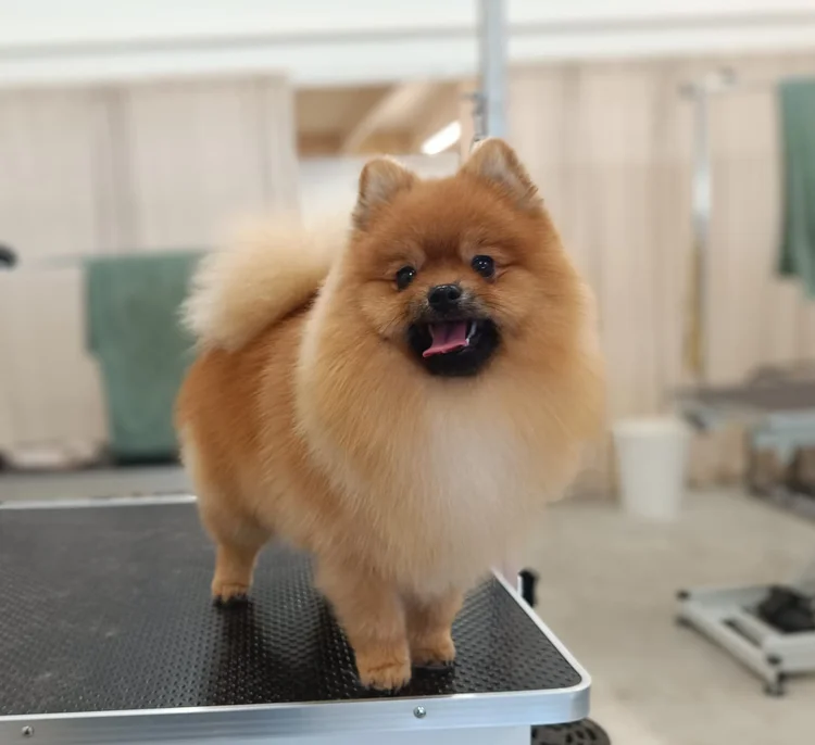 Pomeranian trimmauksen jälkeen, Trimmaamo HimaHau