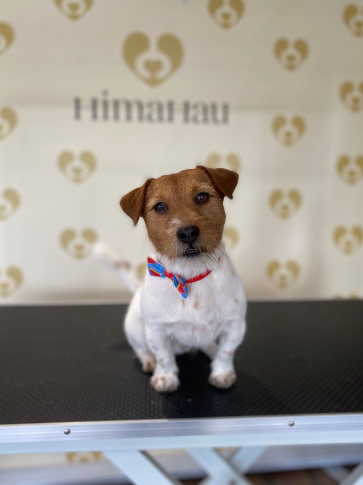 Jackrussellinterrieri trimmauksen jälkeen, Trimmaamo HimaHau