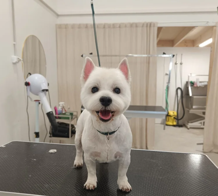 Westie, trimmaus koneella/saksin, Trimmaamo HimaHau