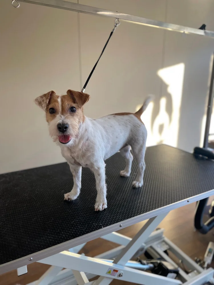 Jackrussellinterrieri trimmauksen jälkeen, Trimmaamo HimaHau