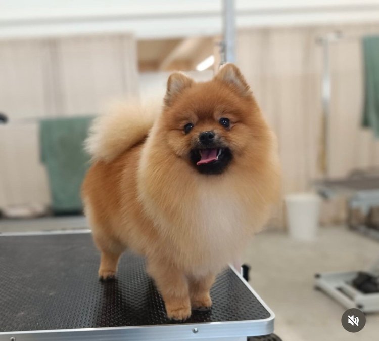 Pomeranian trimmauksen jälkeen, Trimmaamo HimaHau
