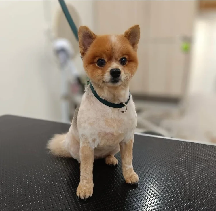Pomeranian, alasajo, Trimmaamo HimaHau