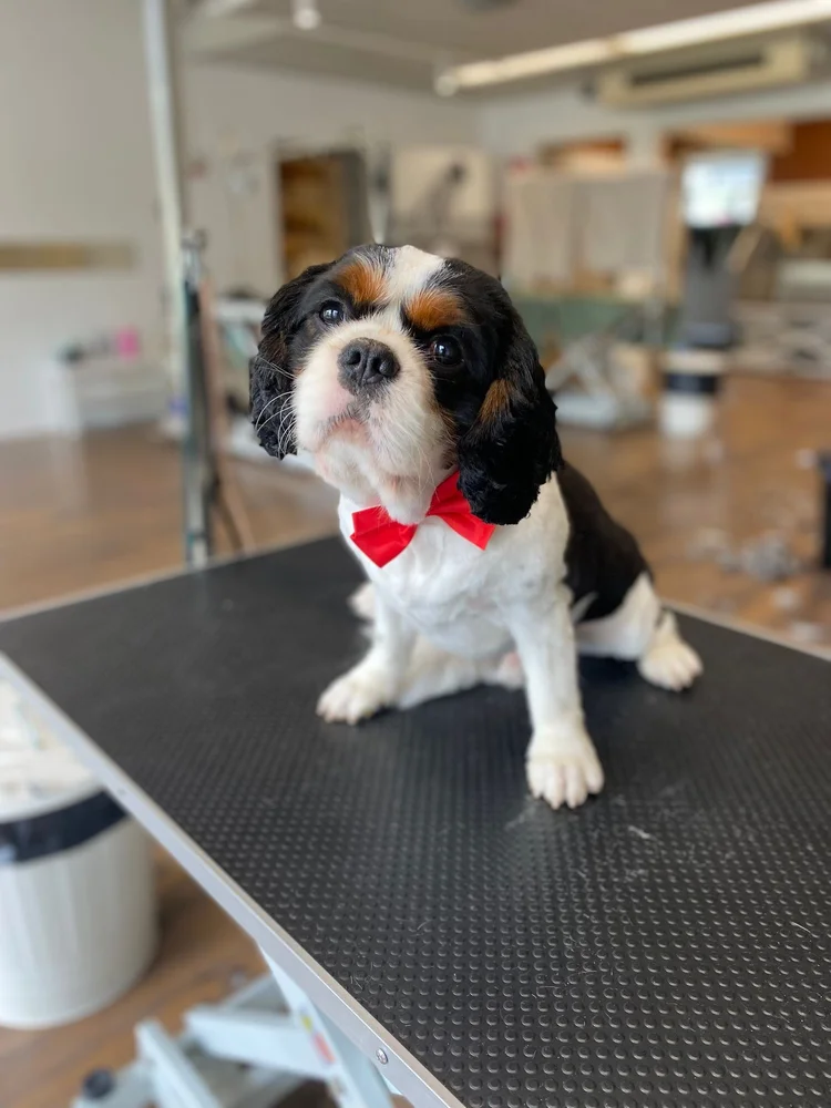 Cavalier kingcharlesinspanieli trimmauksen jälkeen, Trimmaamo HimaHau