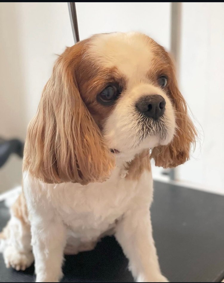Cavalier kingcharlesinspanieli, trimmaus koneella/saksin, Trimmaamo HimaHau