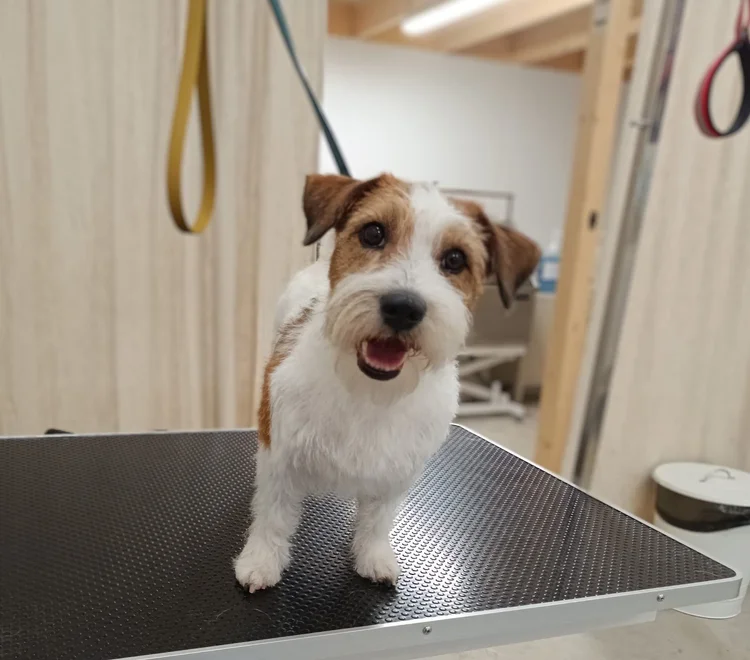 Jackrussellinterrieri trimmauksen jälkeen, Trimmaamo HimaHau
