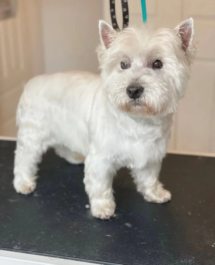 Westie, trimmaus koneella/saksin, Trimmaamo HimaHau
