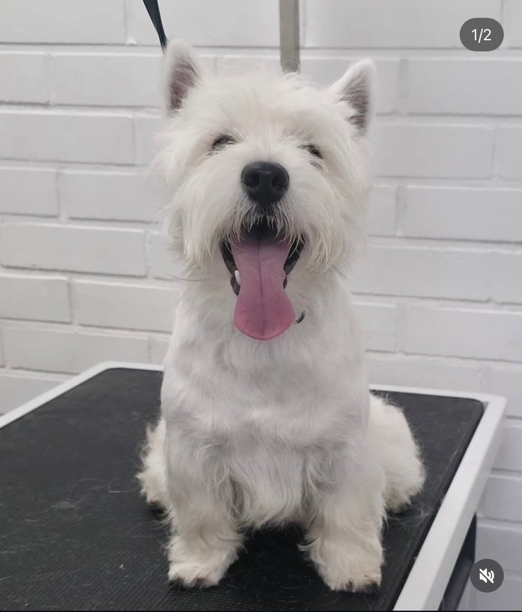 Westie, nypintä, Trimmaamo HimaHau