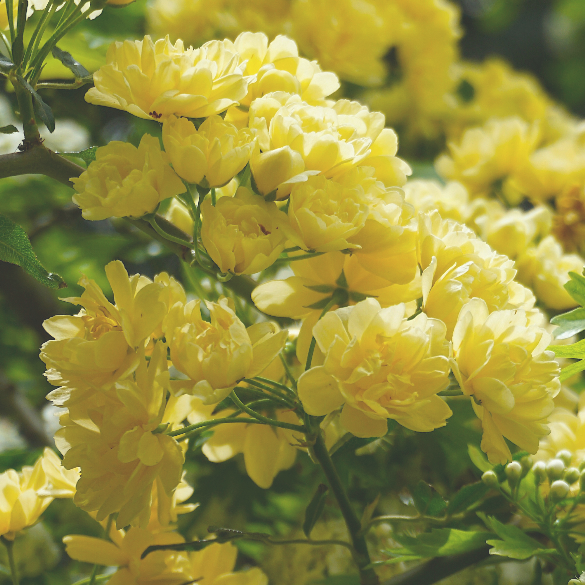 “It’s a rekindling of home...”