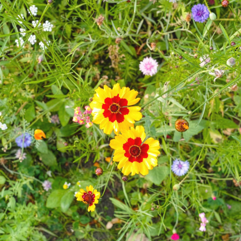 Burst, there’s magic where you are