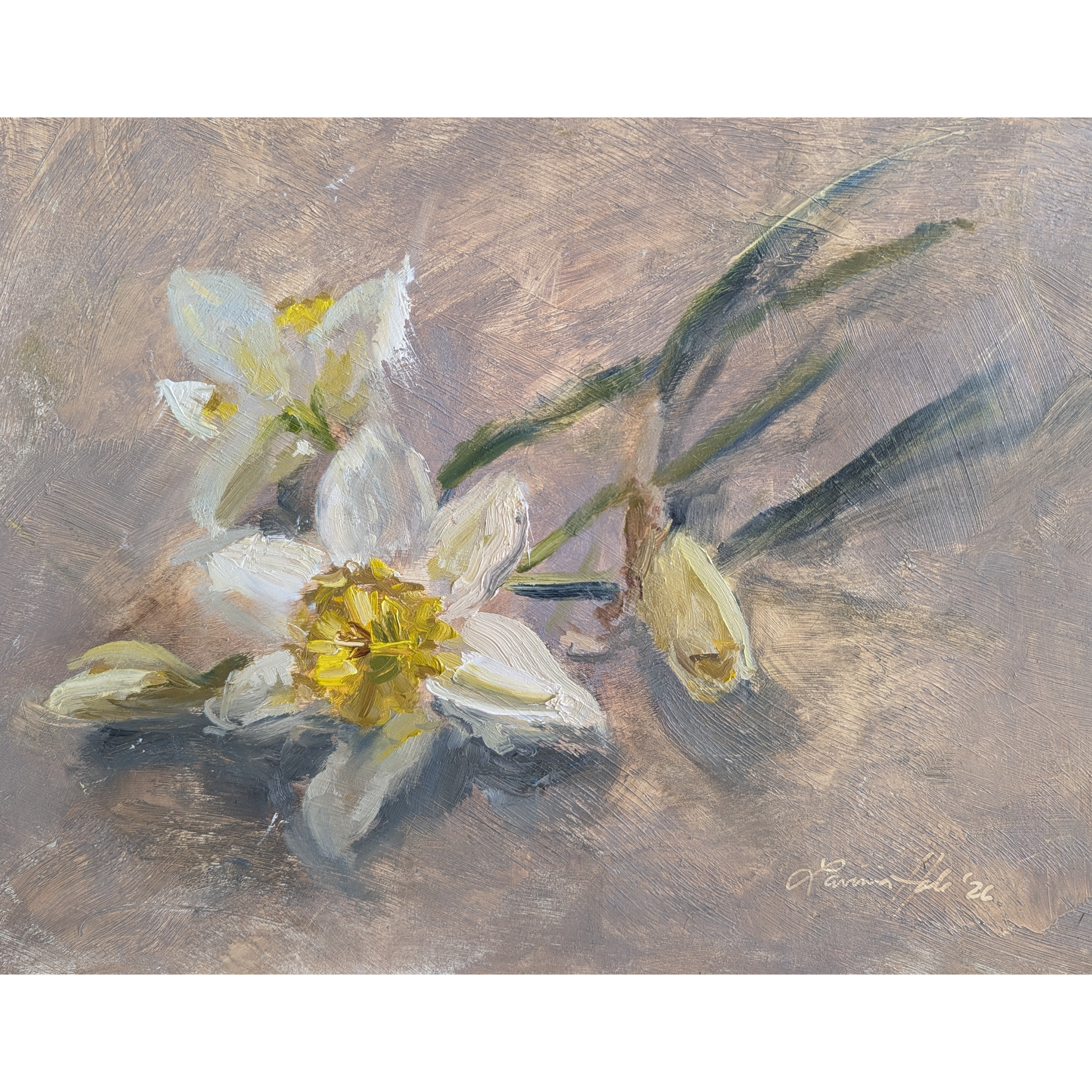 Spring Daffodil Study