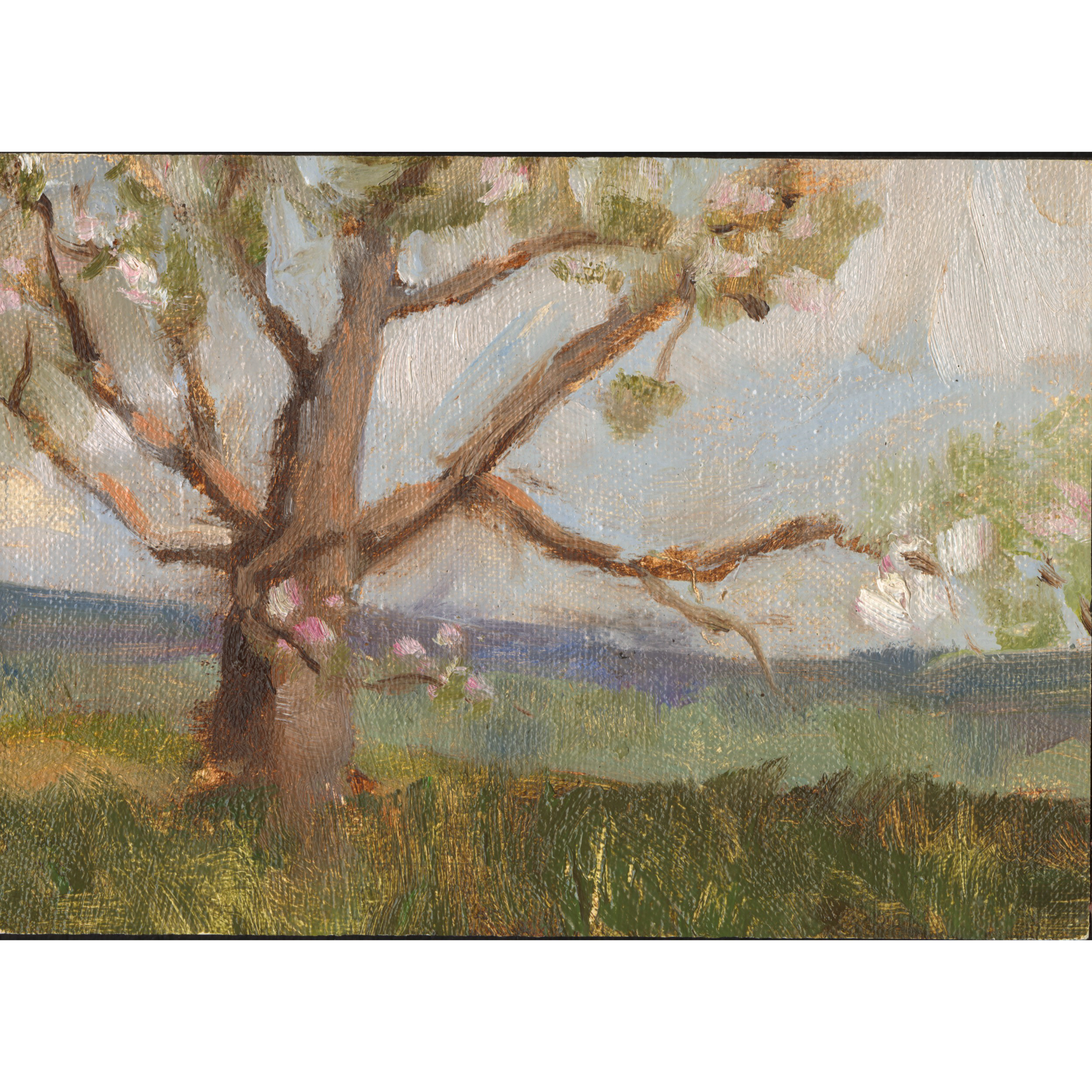 Anderson apple Orchard in Spring 2019