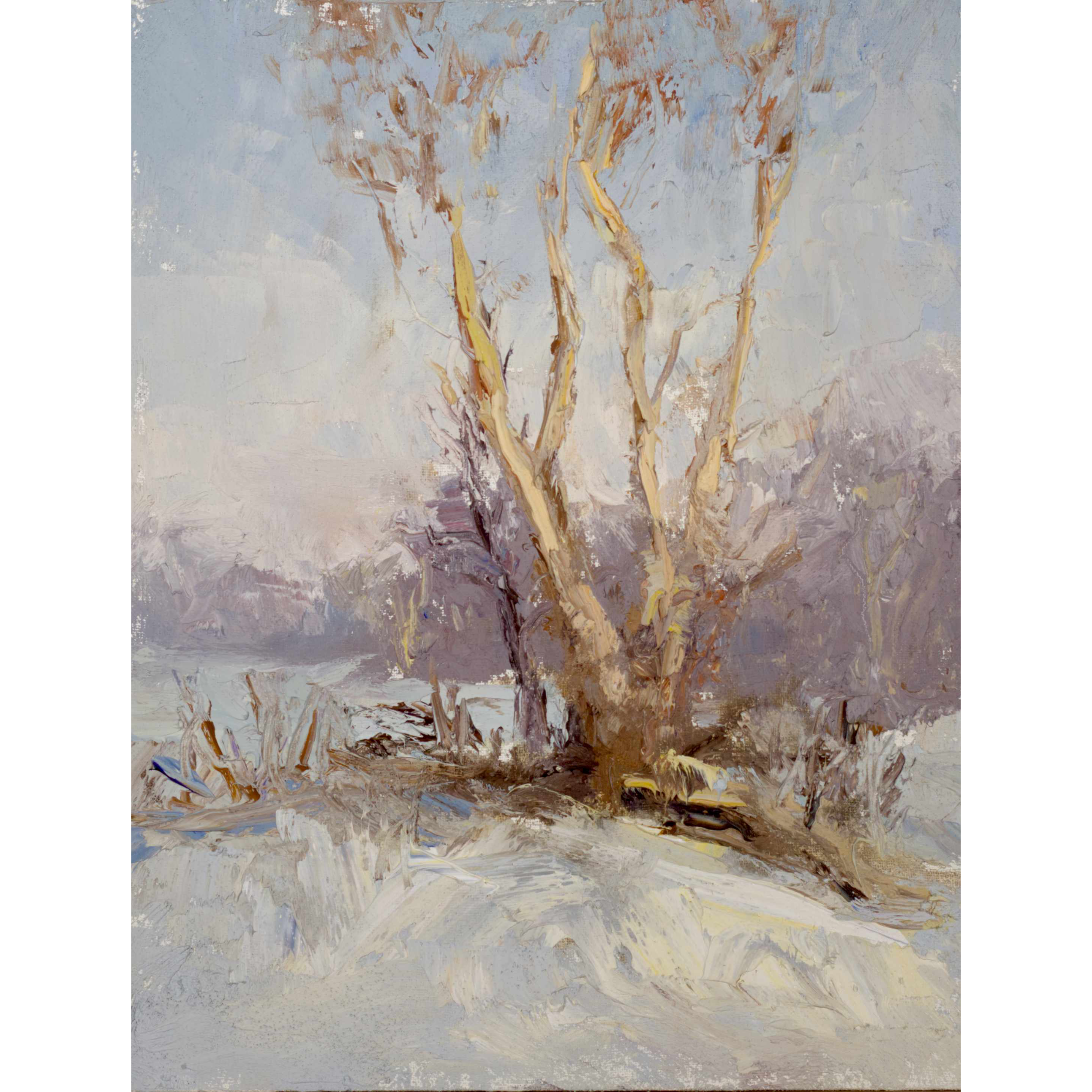 Sycamore Hedgerow in Winter