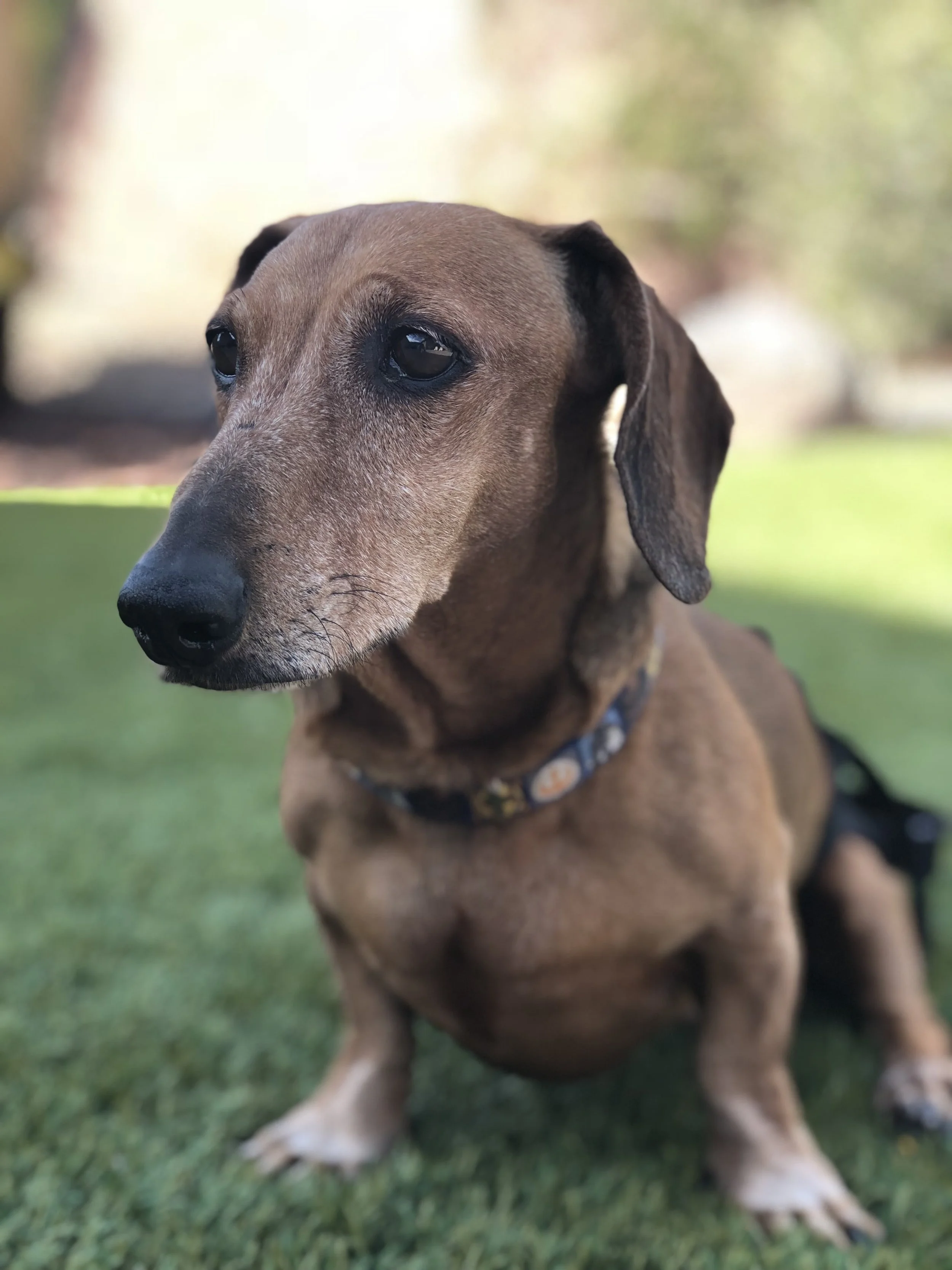 Laura Boldt CFP dachshund 