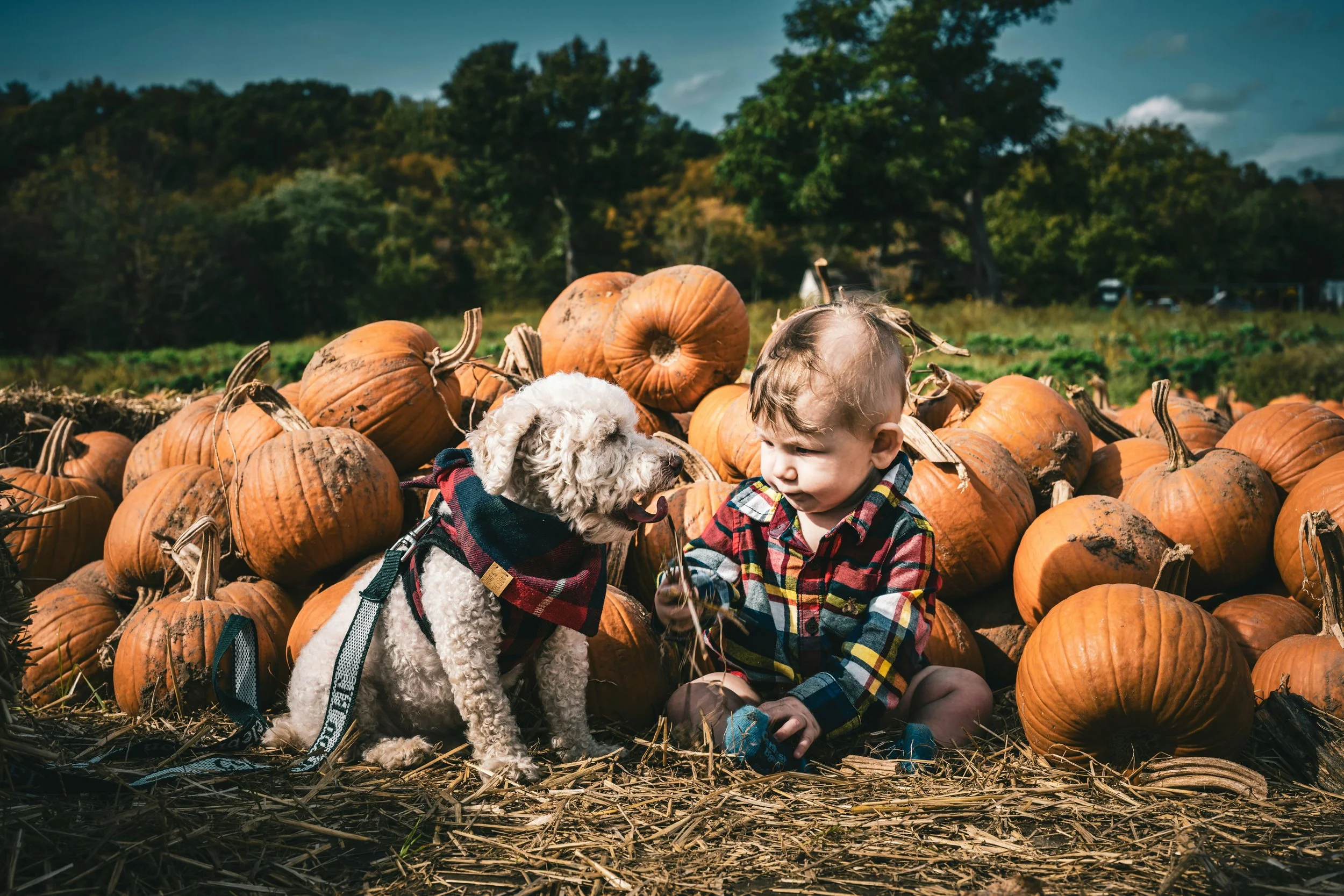 Dog and baby at pumpkin patch - fall transitions and rituals for better sleep.