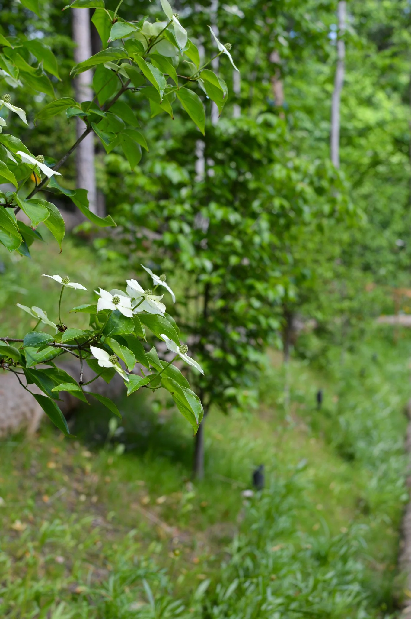 DSC_9197.jpg