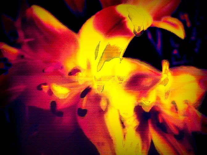 PISTILS OUT, ’25 
 
Limited Edition of 9 and 3AP 
Signed by the Artist 
17” x 22” | “30 x 40” 
 
Glitch-Photography | “Circuit-bent” photograph of a Flower’s Pistils | Archival pigment print 
 
“Electric botany is easy on the eyes.”