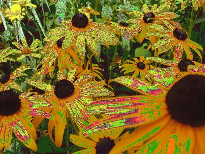 BENT POSIES I., ’25 
 
Limited Edition of 9 and 3AP 
Signed by the Artist 
17” x 22” | “30 x 40” 
 
Glitch-Photography | “Circuit-bent” photograph of tall intermingled flowers in summertime | Archival pigment print 