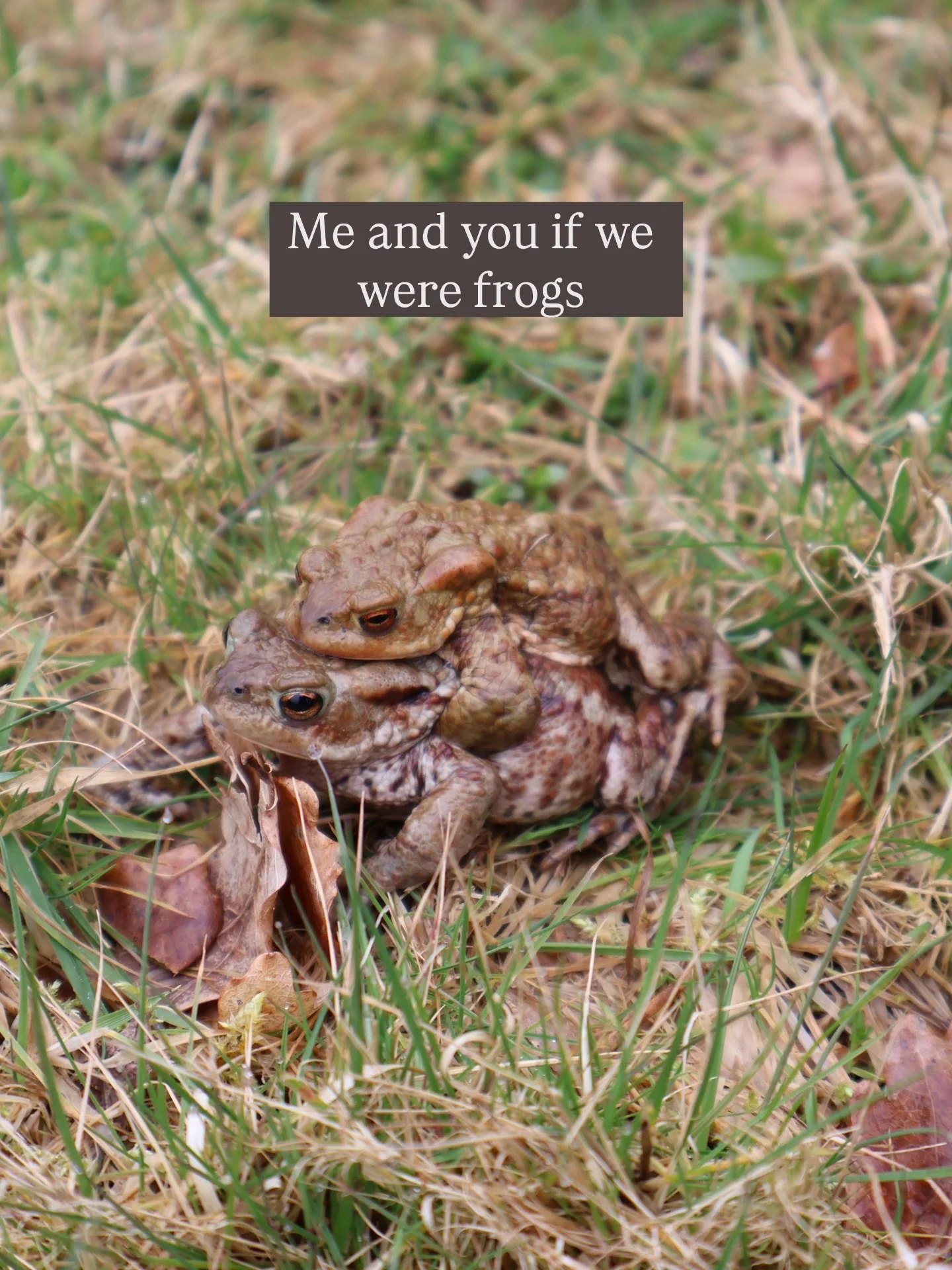Me and you if we were frogs 🫶🏼

@katyv_x 

#couples #relationship #relationships #relationshipmeme #love