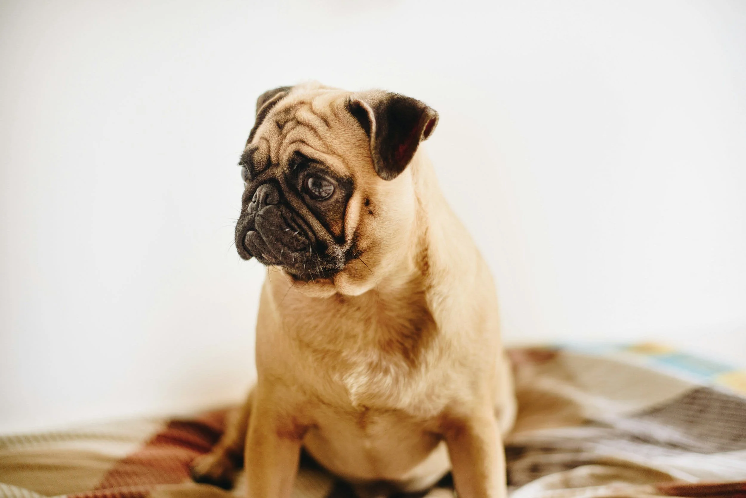 Pug on blankets