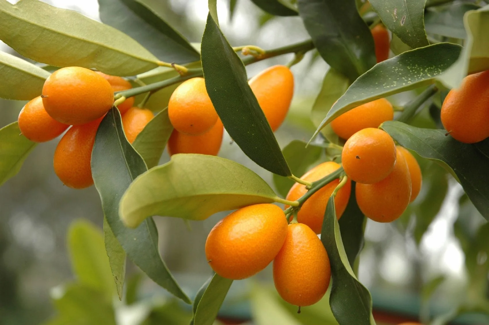 Kumquat (Citrus japonica).
Small citrus tree with small, bright orange, sweet-tart fruits that can be eaten whole. Compact and evergreen, Fragrant white blossoms, Brings color in the winter.

