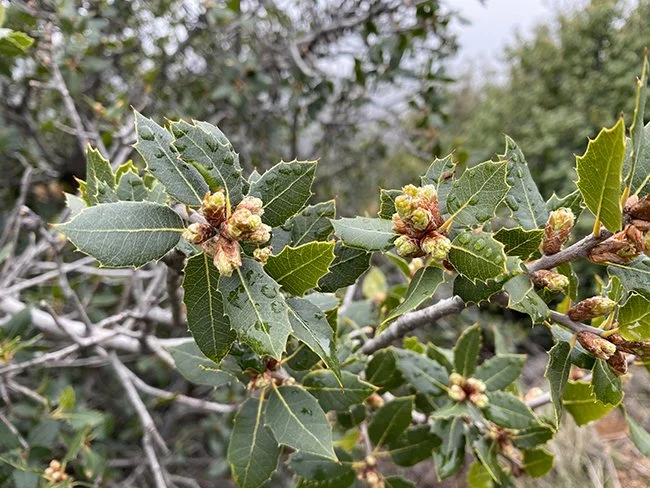 Interior Live Oak (Quercus wislizeniierior)
A versatile and hardy evergreen, leathery, dark green leaves provide a dense canopy, offering ample shade. Its acorns are a favorite among local wildlife, adding to its ecological value. Its bark is deeply 