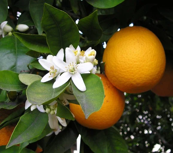 Orange (Citrus sinensis).
Beloved California fruit tree, Glossy evergreen leaves, Fragrant white blossoms, Delicious oranges, Beauty, shade, and nourishment.
