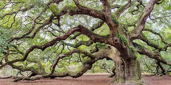 Southern Live Oak (Quercus virginiana).
Iconic, large oak native to Southern US, Graceful shape with broad majestic canopy, Home to birds and wildlife, Partly deciduous, Symbolizes strength and longevity.
