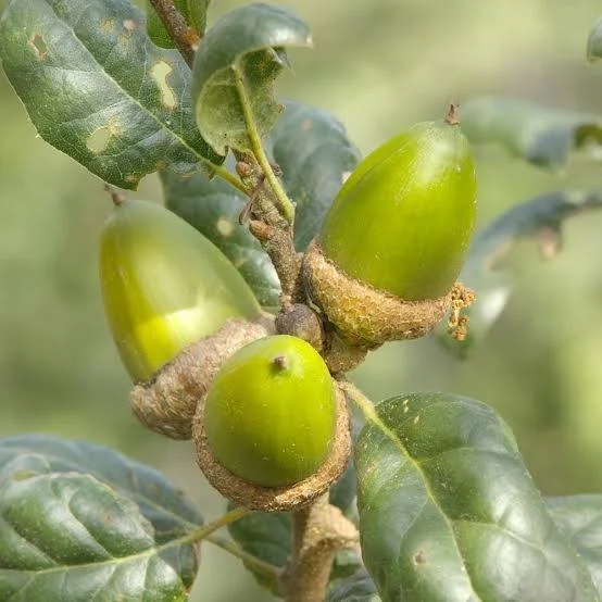 Coast Live Oak (Quercus agrifolia).
Iconic native California tree, Evergreen, Large, beautiful canopy, Deep roots, Drought tolerant, Habitat for owls and birds, Symbolizes resilience and strength.
