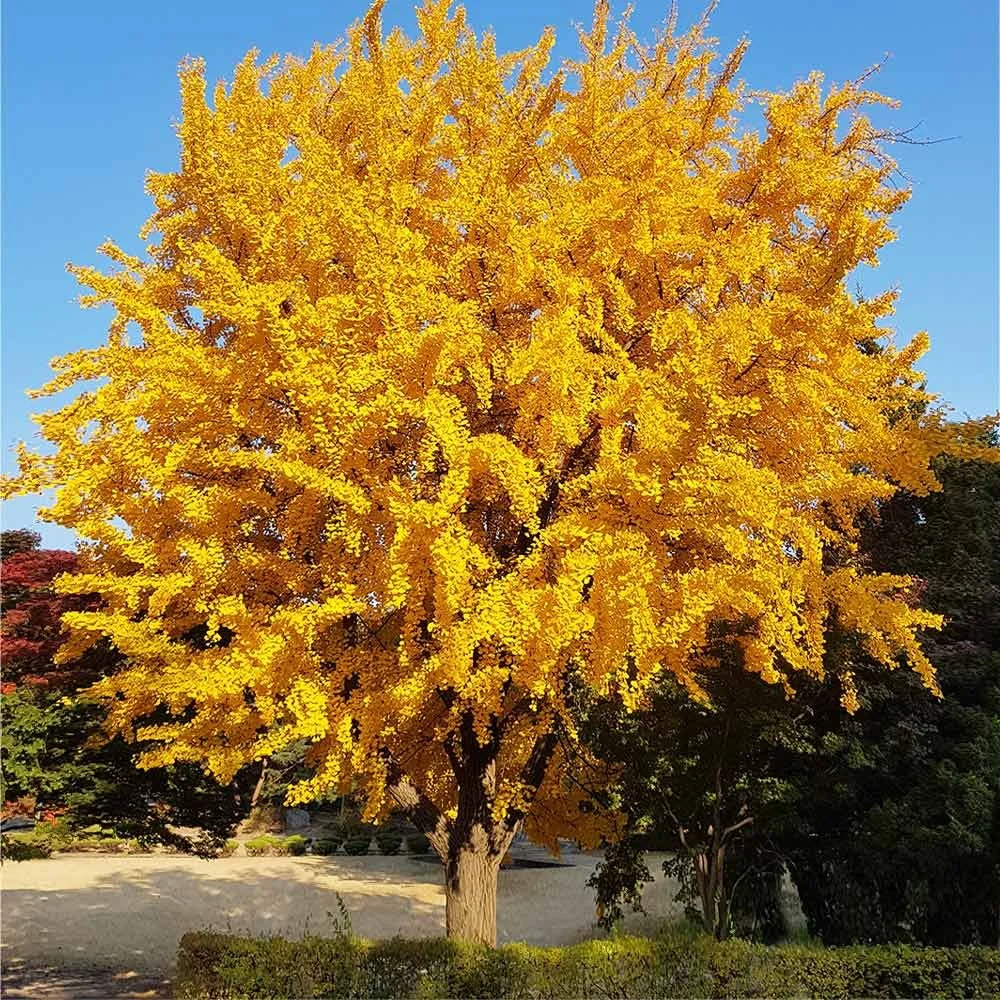 Maidenhair Tree (Ginkgo biloba).
One of the world’s oldest species, Native to China, Known for golden yellow fan-shaped leaves, Beautiful canopy, Deciduous, Symbolizes resilience, Male trees have no odor.
