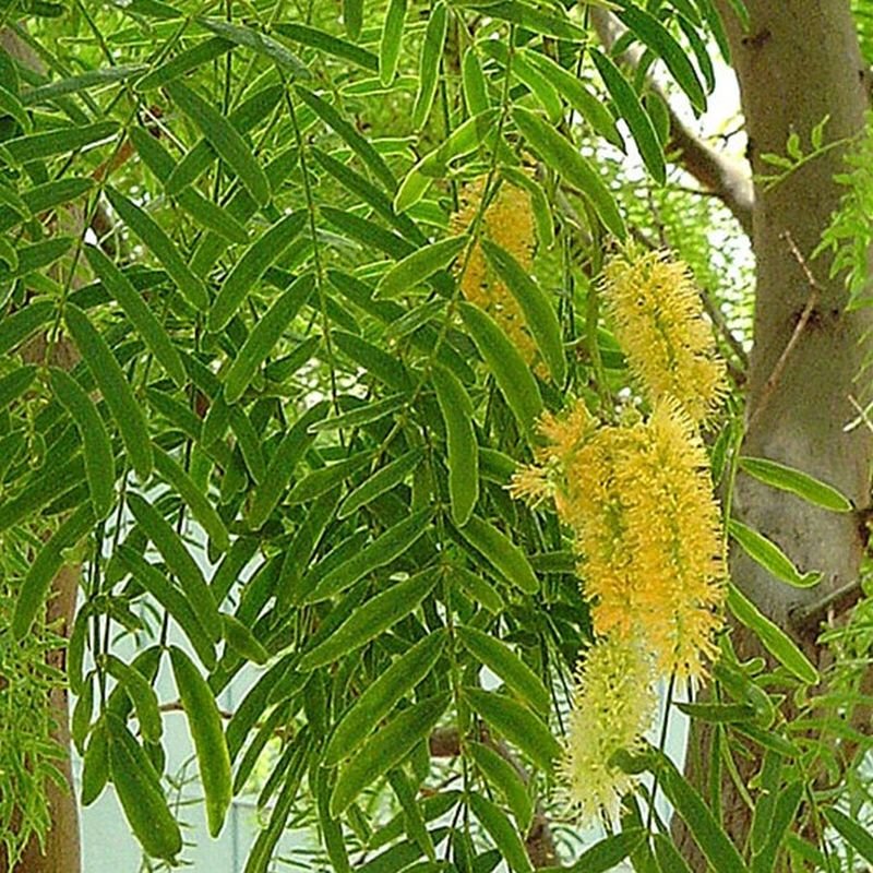 Thornless Honey Mesquite (Prosopis glandulosa 'Maverick').
Native California tree with fern-like leaves and airy canopy, Small yellow flowers attract birds and pollinators, Deciduous, Thrives in hot, dry climates, Drought tolerant.
