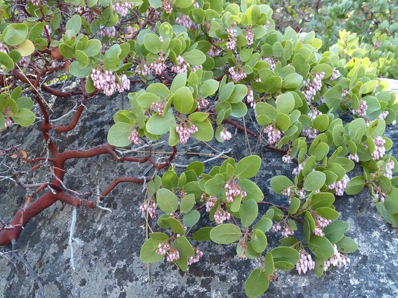 Manzanita (Arctostaphylos manzanita).
Striking California native small tree, Smooth, deep red bark with structural shape, Evergreen, Bell-shaped pink or white flowers which become red berries, Drought tolerant, Attract pollinators, Provide food for w