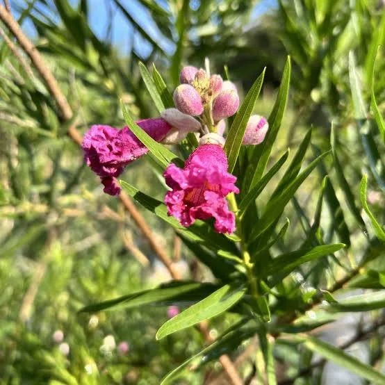 Desert Willow (Chilopsis linearis).
Small elegant, flowering accent tree, Native to California, Trumpet shaped flowers of pink, purple or white, Blossoms are rich with nectar attracting pollinators, Highly drought tolerant.
