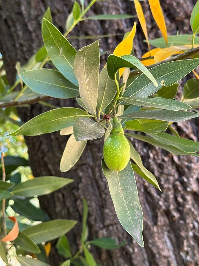 Bay Laurel (Umbellularia californica)
Grows from Baja California to southwestern Oregon. Evergreen with pungently scented leaves. Yellowish-green flowers, olive-sized fruits that turn purple when ripe. Bay laurel is the sole member of its genus and t