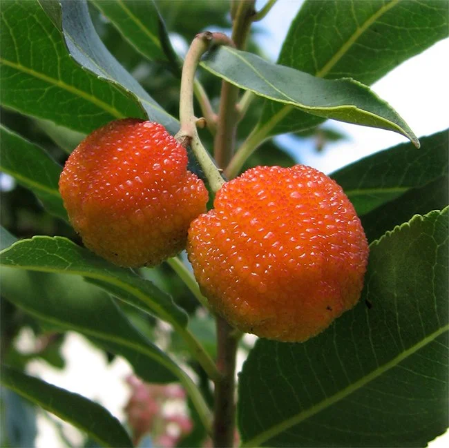 Strawberry Tree (Arbutus Marina)
In addition to ornamental appeal, this tree is drought-tolerant once established, well-suited for California's dry climate. Its blossoms attract pollinators, making it a great choice for supporting local wildlife. 