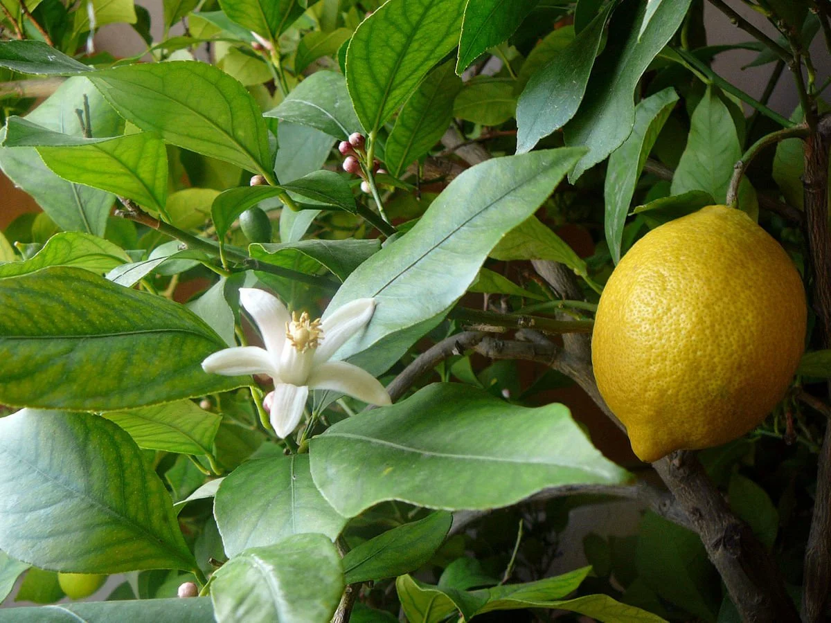 Lemon (Citrus limon). Classic Southern California fruit tree, Bright yellow fruit, Fragrant blossoms attract bees, Shiny evergreen leaves, Small to medium in size.
