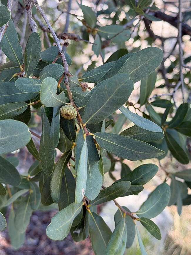 Mexican blue oak (Quercus oblongifolia
Hardy evergreen oak adapted to drought, heat, fire, and alkaline soils. Valued primarily for its contorted, spreading branches and strikingly blue, waxy foliage. Its acorns are enjoyed by squirrels and birds. Re