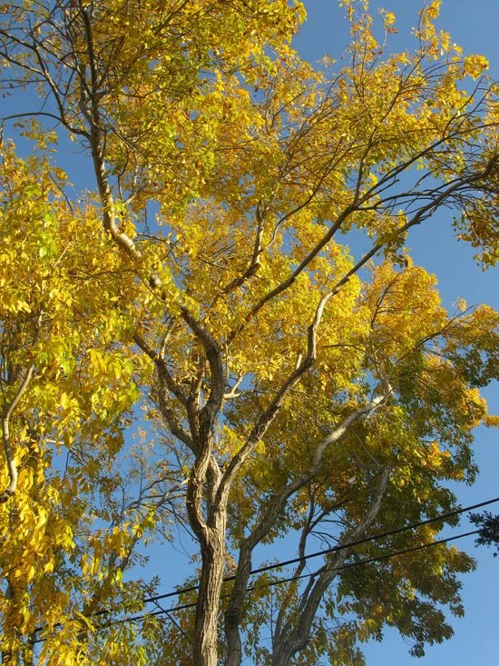 Velvet ash (Fraxinus velutina)
Deciduous tree native to the southwestern United States & northwestern Mexico; commonly found in canyons, along perennial streams, in woodlands, and in desert washes. Velvety leaves and young shoots, often cultivated as