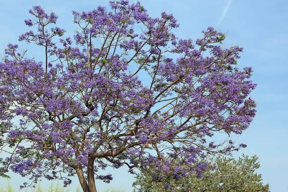 Jacaranda (Jacaranda mimosifolia)
Southern California icon, Canopy of lavender flowers, Native to South America, Requires moderate water, Drought tolerant once established, Attracts pollinators, Many survived the Palisades fire.

