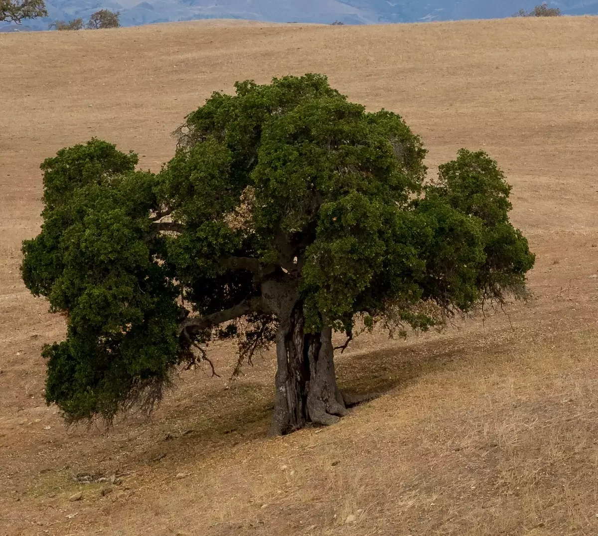 California Black Oak (Quercus kelloggii). Resilient, majestic oak that thrives in urban settings, Strong spreading canopy, Leaves turn striking red in fall, Deciduous, Provide vital food and habitat for wildlife, Fire adaptive, Symbol of renewal.
