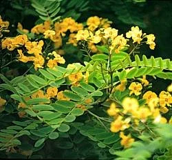Tipu Tree (Tipuana tipu). Fast-growing, drought-tolerant shade tree native to South America, Graceful, spreading canopy, Golden-yellow flowers, Deciduous, Deep Root System, Resilient.
