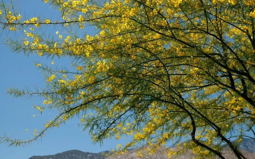 Jerusalem Thorn or Palo Verde (Parkinsonia aculeata)